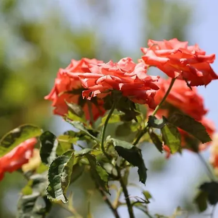 Beautiful In Crete Near The Sea - 200sqm * Gazi