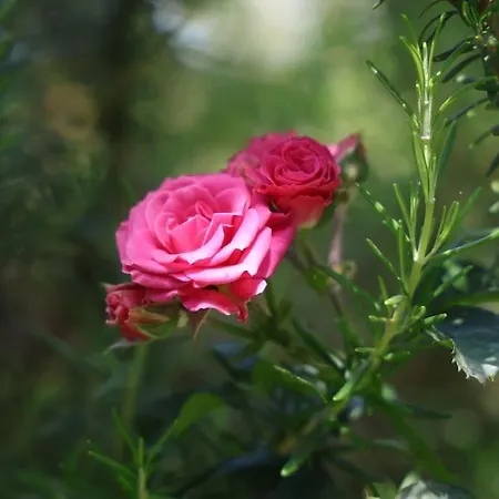 Beautiful In Crete Near The Sea - 200sqm בית נופש *